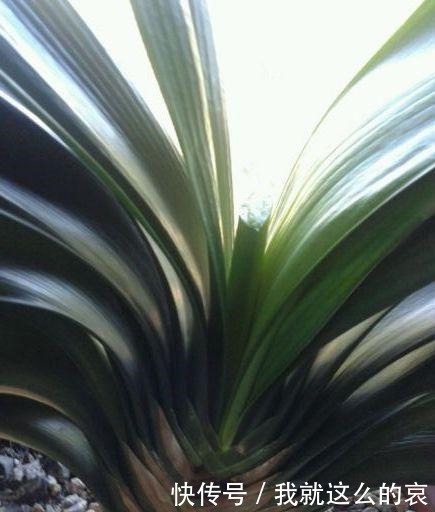 果实|君子兰“花败了”如何剪2种情况处理方法不同,剪错了就是损失!