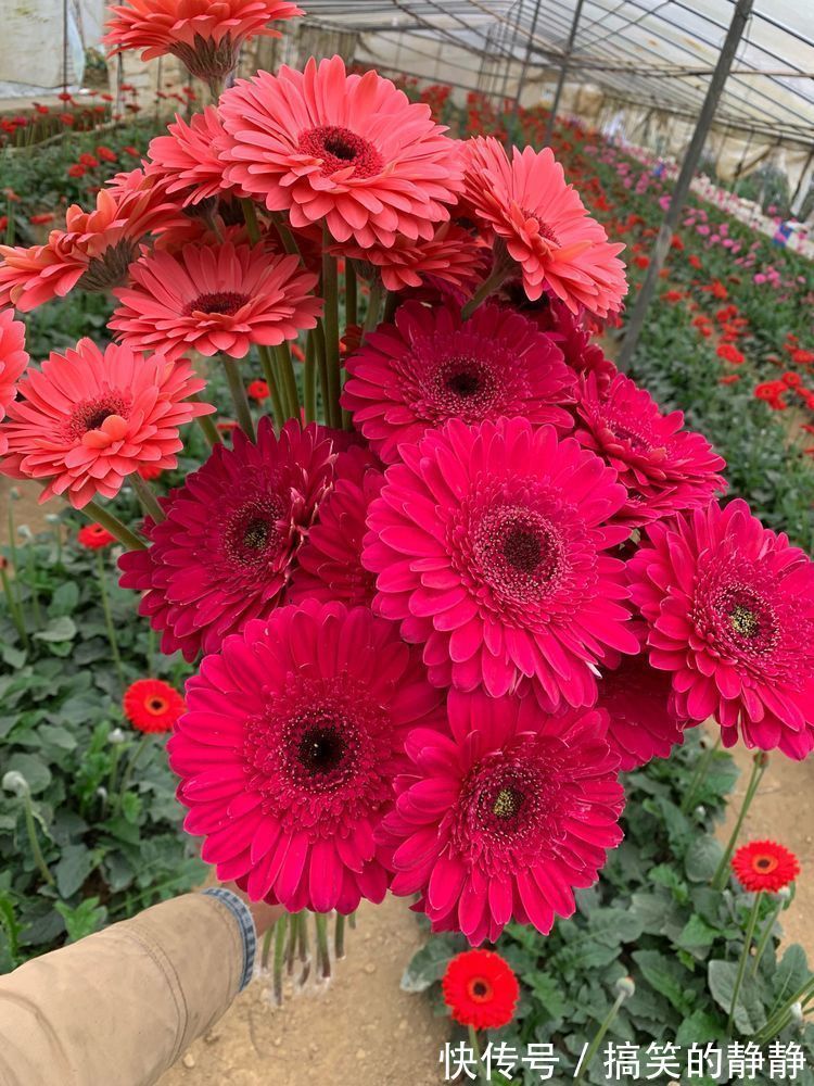 新几内亚|这花卉养在小院,花开鲜艳动人,花期长易成活,家里变成小花园