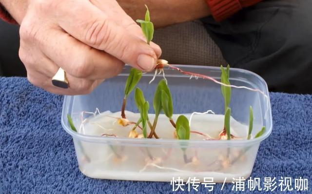 水培|2个月没在家,厨房的菜变成小森林,再也不用买花了!水培蔬菜盆