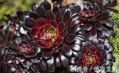 阳台|喜欢养多肉努力集齐这9个色系吧,放在阳台上色彩斑斓,非常好看