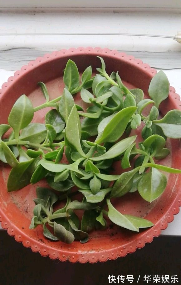 这种花超易繁殖,一根茎就能长满一个阳台,勤掐苗枝多花繁