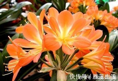 冬天养君子兰，3个动作催一催，叶片挺拔如折扇，开出层叠群花！