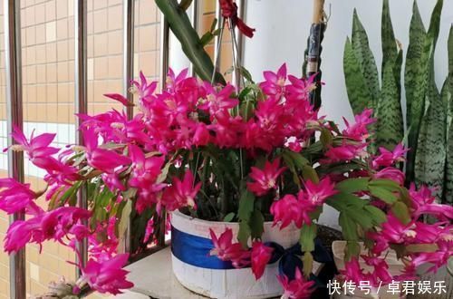 养这三种花,盆越小,开的花越多,放大盆还容易死