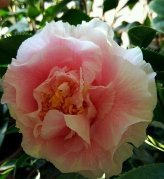 枝头|1种花,比牡丹还美,比绿萝还好养,棵棵开满枝头!