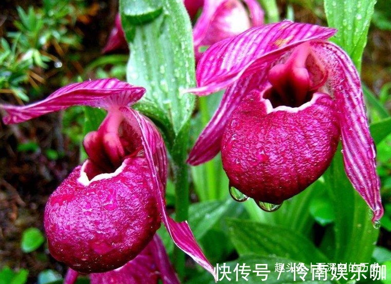 此花叶片姿态高雅,别致的花姿具有着奇特的美感,寓意为无邪之花