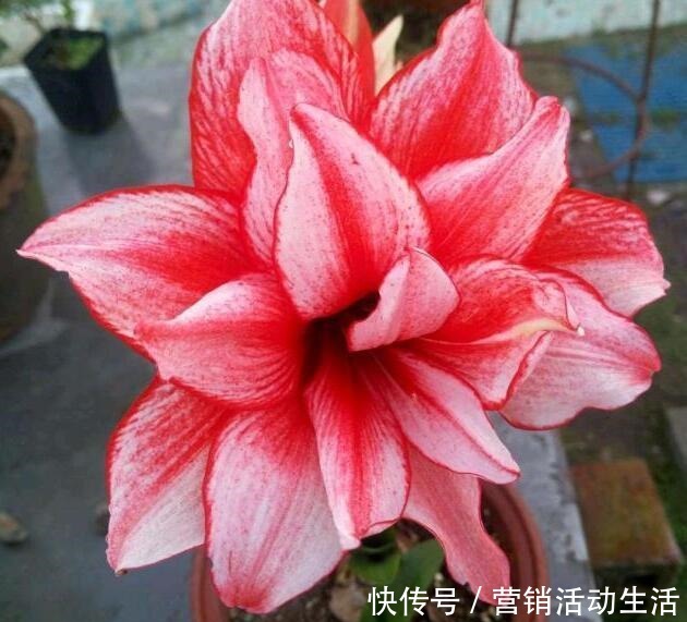 花的品种图片和花名 花的品种图片和花名