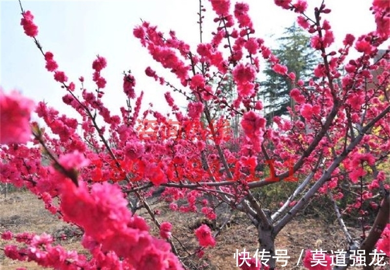 咏梅花$咏梅花最优秀的10首词排名,前两名伯仲之间,从这一角度分出高低