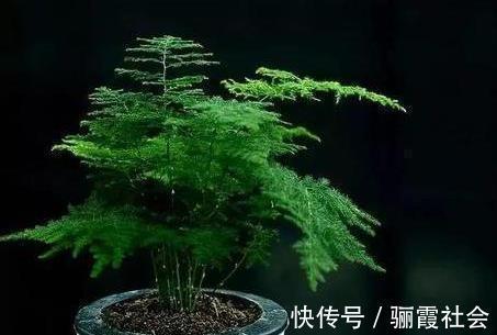 文竹养不好,是因为有“4怕”,不及时纠正,叶片就会发黄