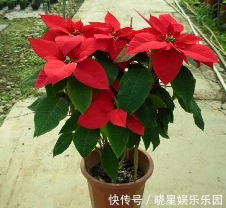 家庭养花要谨记,4类绿植不能乱养,是大忌!