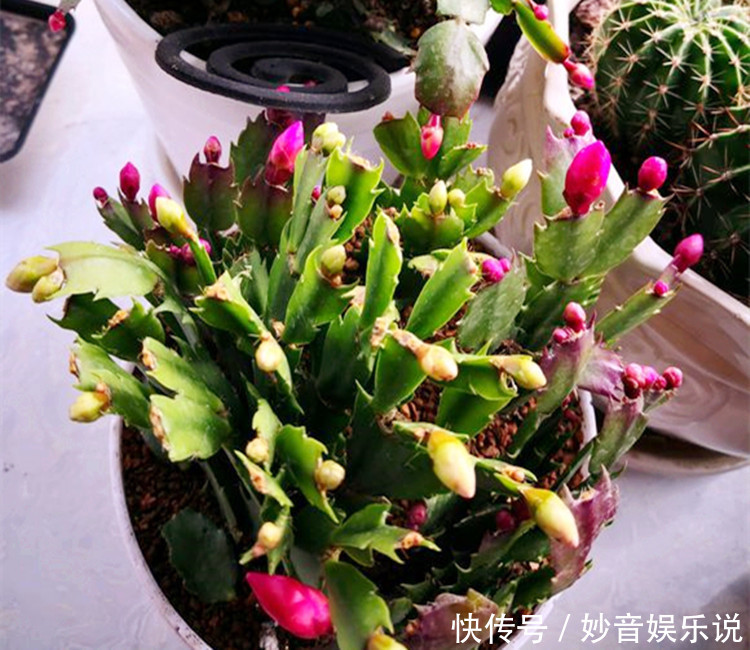 新叶|别让蟹爪兰开花了！想让叶子肥嘟嘟，长势好，现在就要这样养