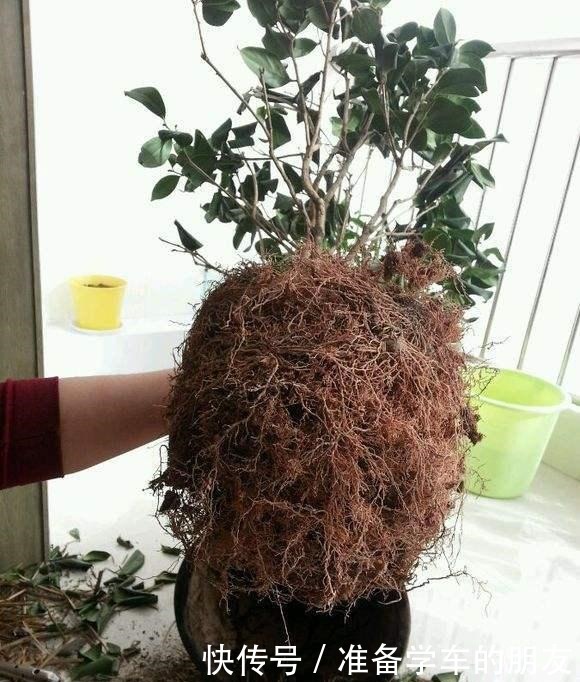 茶花用什么盆种好把握好两个“浅”字，成活有保证，叶片不发黄！