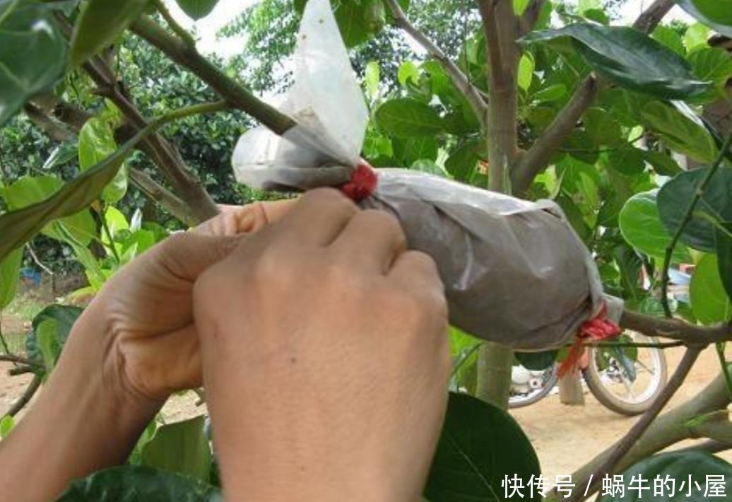 花木扦插不生根,学会另2种繁殖方法,生根快、成活率更高