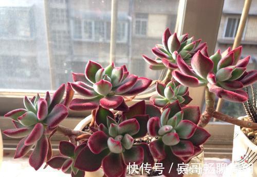 4种漂亮多肉,怕冷难过冬,新手要慎选,来年开春再养也不迟!