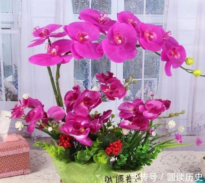 太漂亮|冬天养花,几款花卉随便一养成花海,太漂亮了