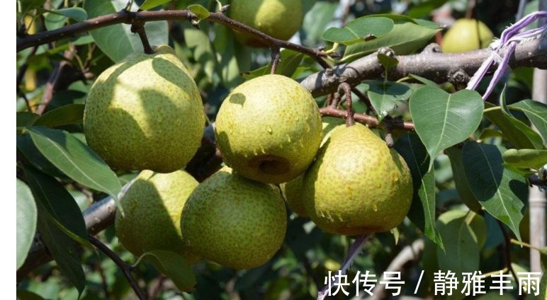 水果|长寿老人最爱吃的水果,每天吃一个,防癌,润肺止咳,谁吃谁受益