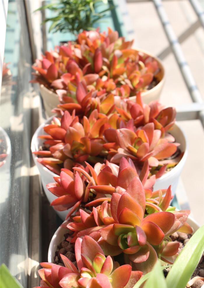 红红火火的火祭,今年就选它了,怎么才能养好呢?