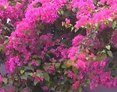 夏天最适合养的三种花,越热越能花开爆满盆,好看又耐活