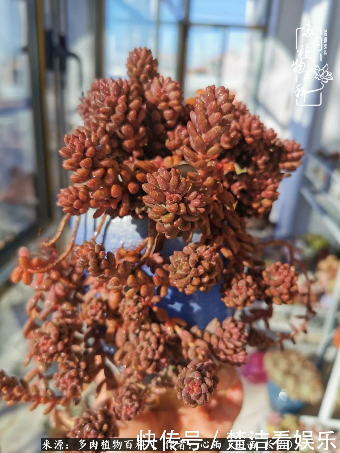 三色堇|懂得珍惜的人,才值得拥有更多美好的事物!养多肉也是如此!