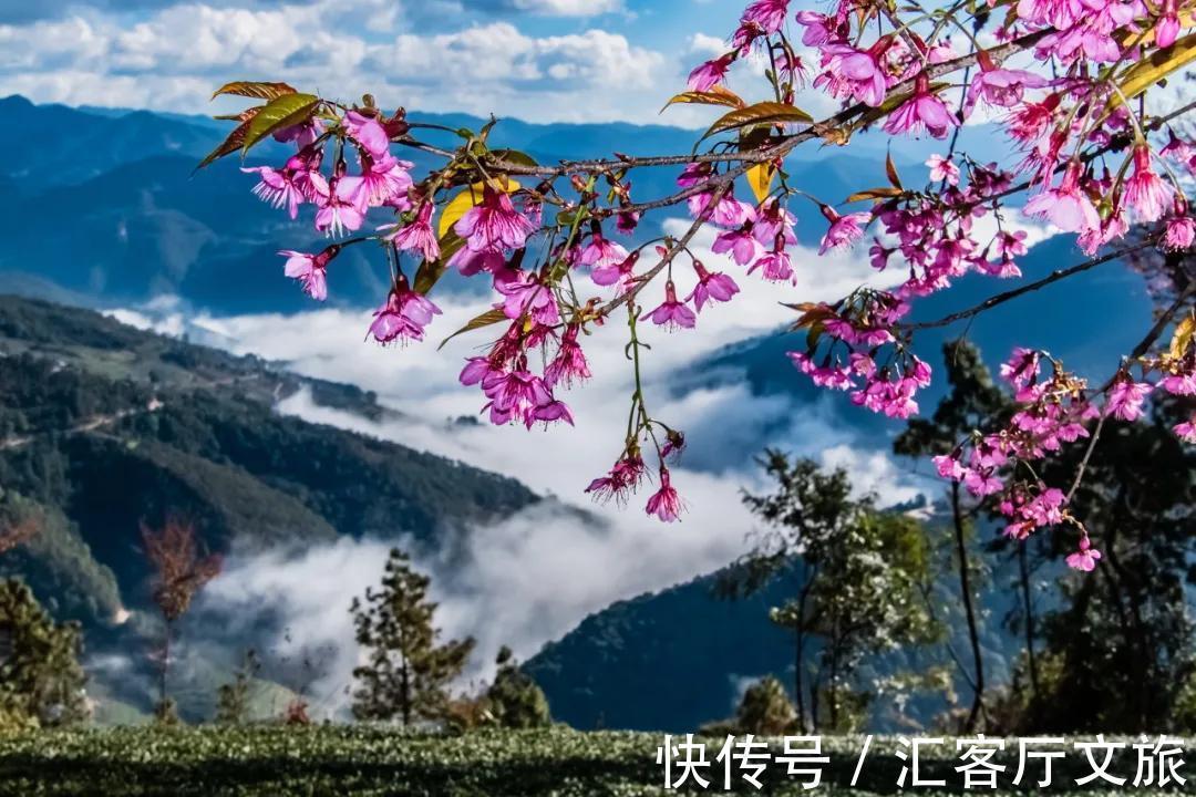 樱花|无量山，云南冬日里一场限定的浪漫！