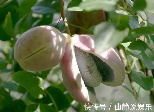 天宝蕉|农村“正在消失”的3种野果，全吃过的不多，你们吃过几种