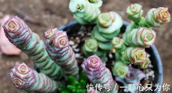 萌萌的招财小物,多肉钱串的养护方法