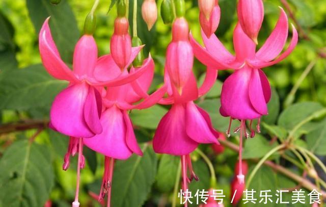 一朵花|养花试试这几款,四季开花频繁,也有怡人的花香