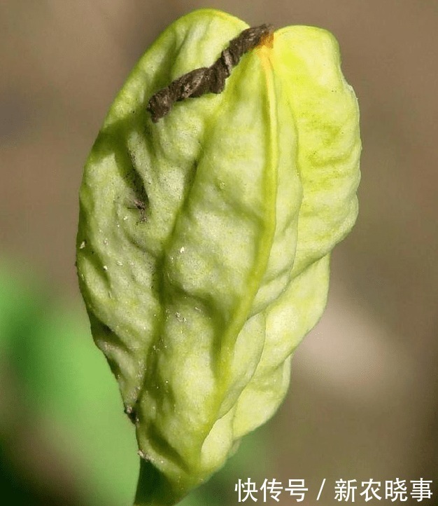 外形|外形像“手雷”,若见到这种野果,别害怕,记得采回家,是好东西