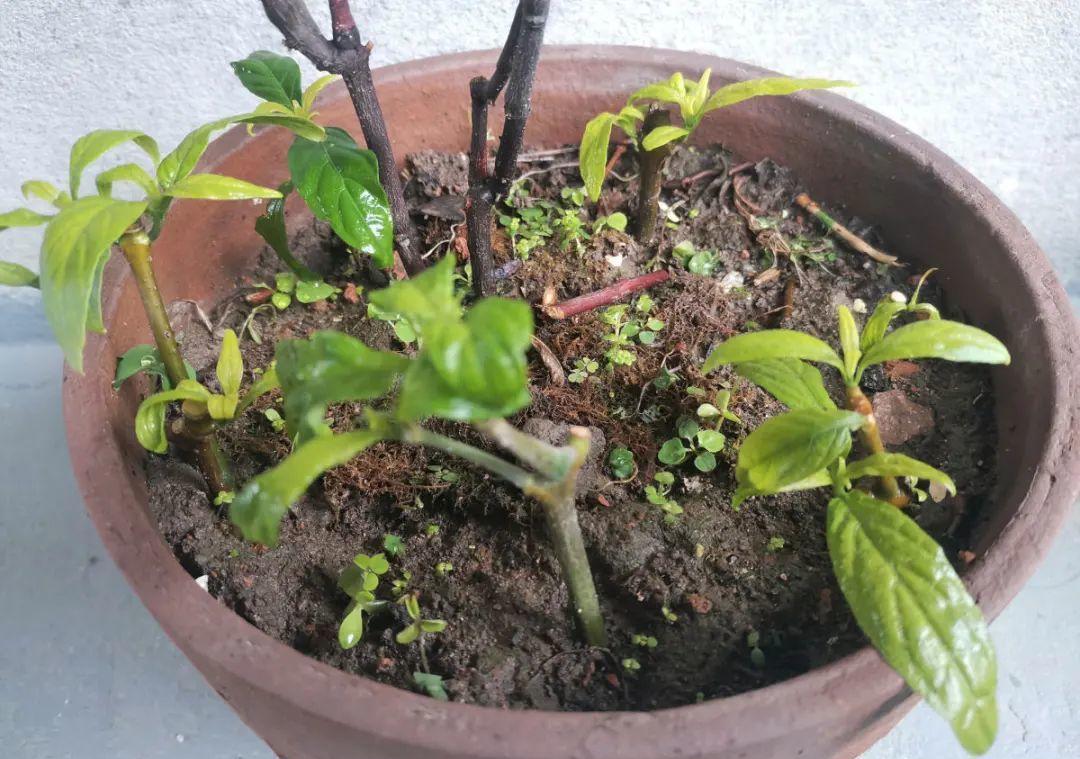 10个偏方,能省不少钱,把花养的又肥又壮