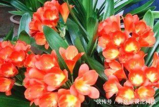 啤酒|什么淘米水、啤酒养花都不如这种水,给花喝一勺,叶子绿,花也多