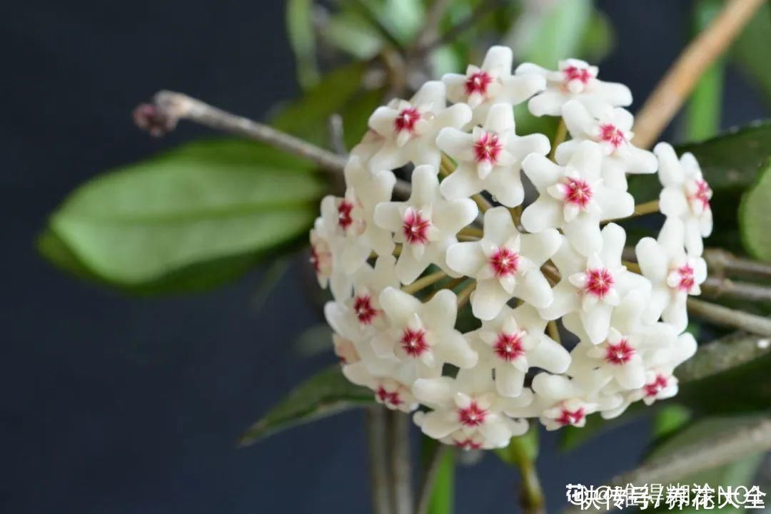 绿萝|家里别只养绿萝，15种精致耐阴花，光照不好也能长很美