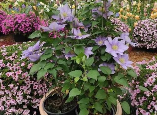 这2样植物就是“天生的水桶”,越浇水枝叶长得越旺盛!