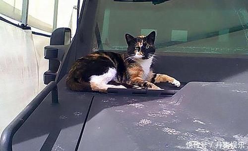 流浪猫被警局奖励别墅只因捕鼠能力出众,猫咪全靠本事吃饭