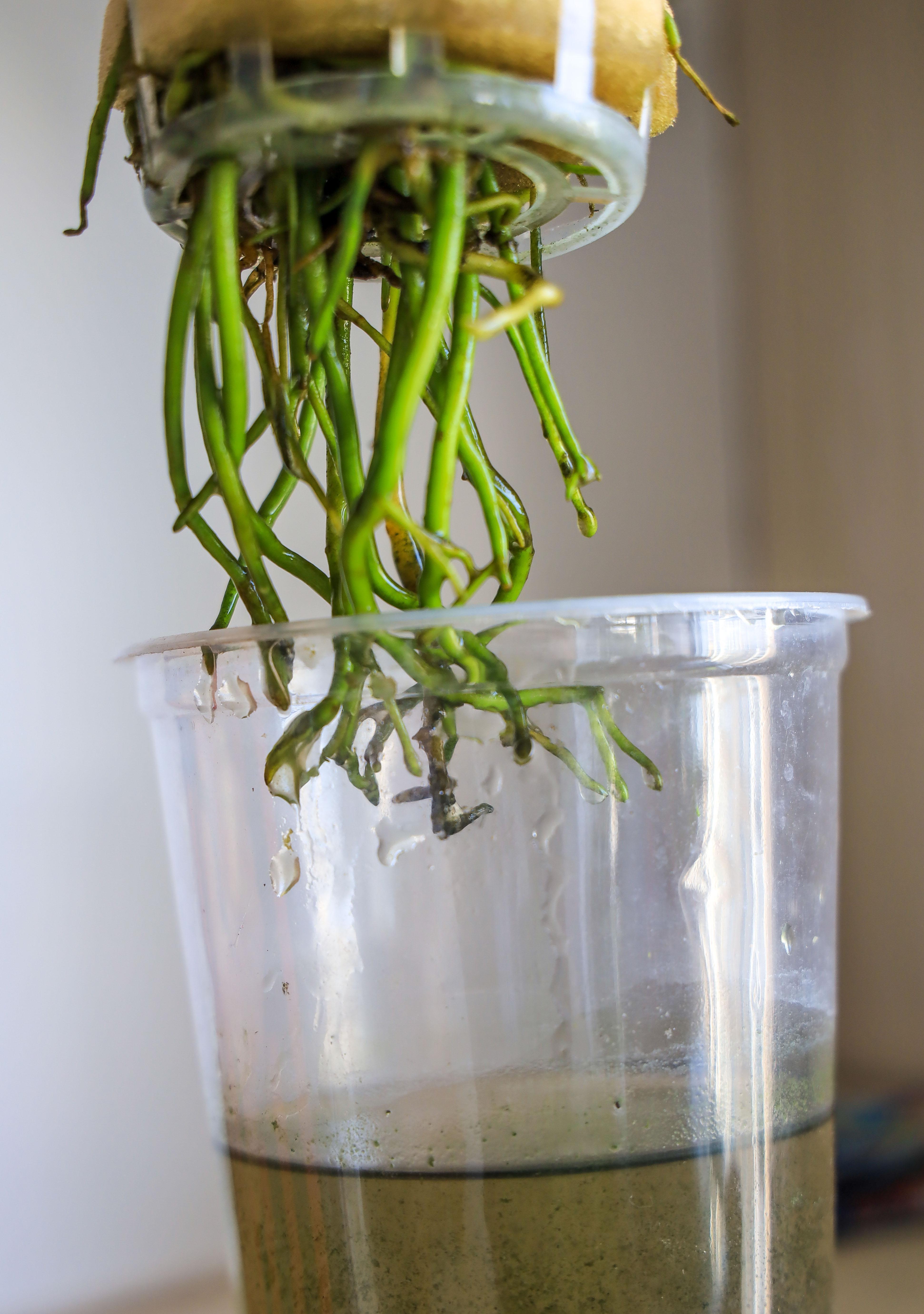 养花懒,出远门,没人浇水怎么办,妙招学起来