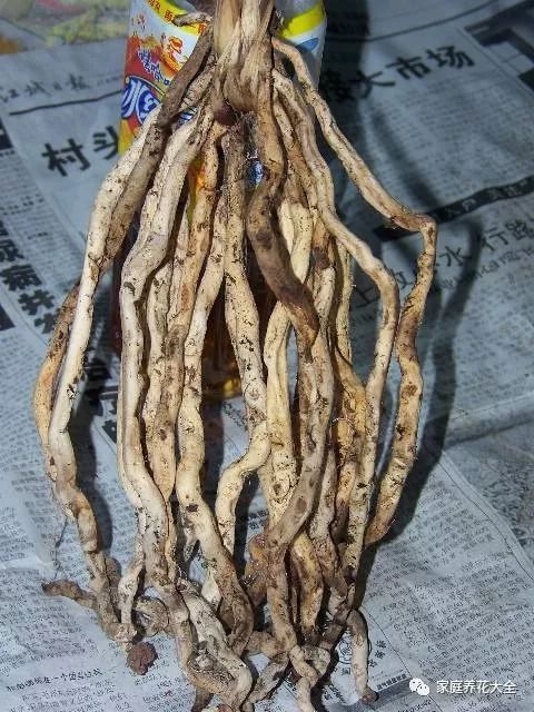 养兰花，稳抓3个“爆盆点”，新芽猛蹿，开花一片！