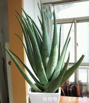 养花|不管你养不养花,3种花,总要养1盆,能缓解疲劳,还能杀病菌