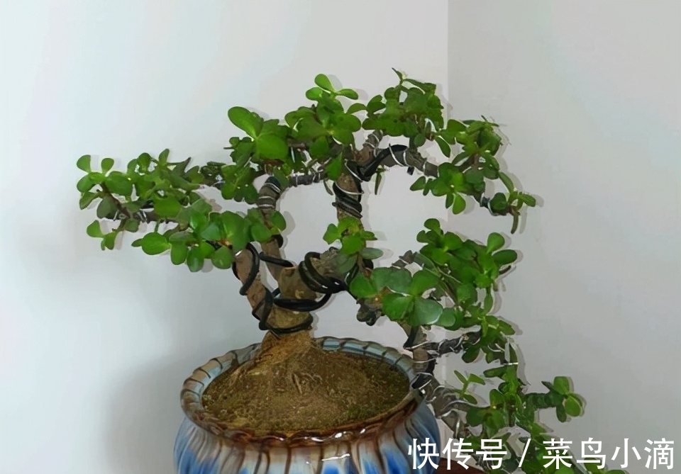 九种“皮实花”,多晒少管长得好,养成老桩更高档,绿萝没上榜