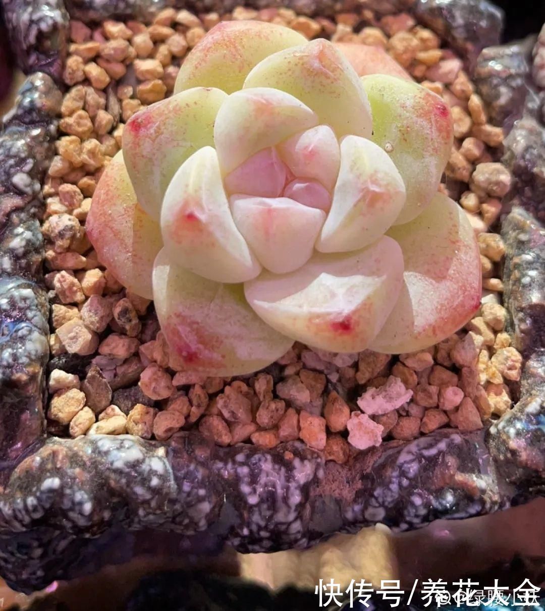 室内养多肉,也能养出水晶果冻色,任谁看到都说好