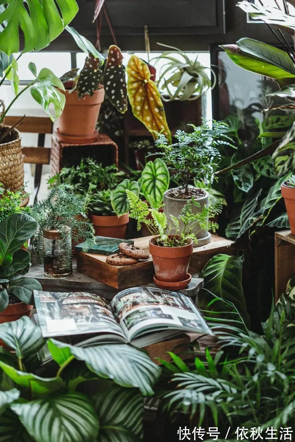 她在屋里种满500盆植物:呆在这样的房子里,生活更有了诗意!