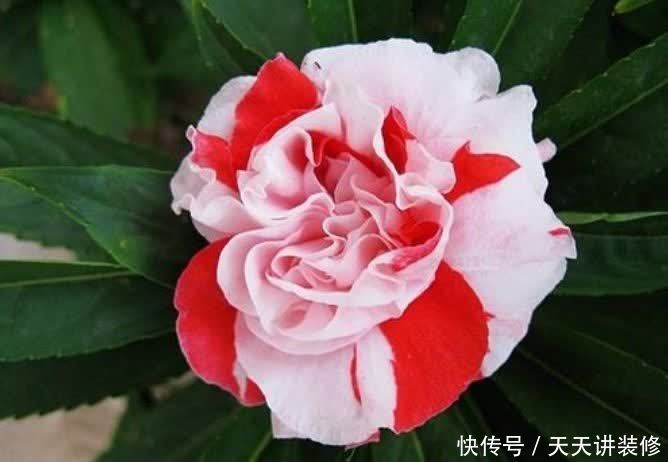 正月二十六,家里养上4种花,寓意财源滚滚来,你家有吗?