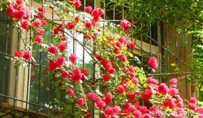 她用一斤香蕉养出花海一片,花香四溢,美翻天!