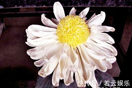 半球型|喜欢菊花,不如养盆“菊中珍品”洹水明珠,似翡翠玉珠,洁白无瑕