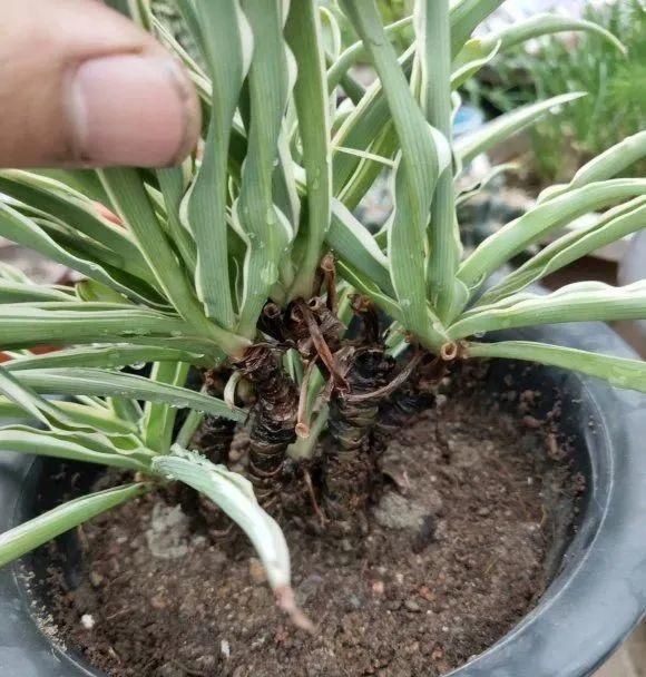 虎皮兰,红掌,吊兰养成老桩，变成大树，真壮观