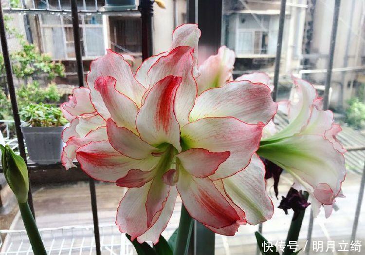 4种花是爆盆能手,好养易活,对待新手很友好