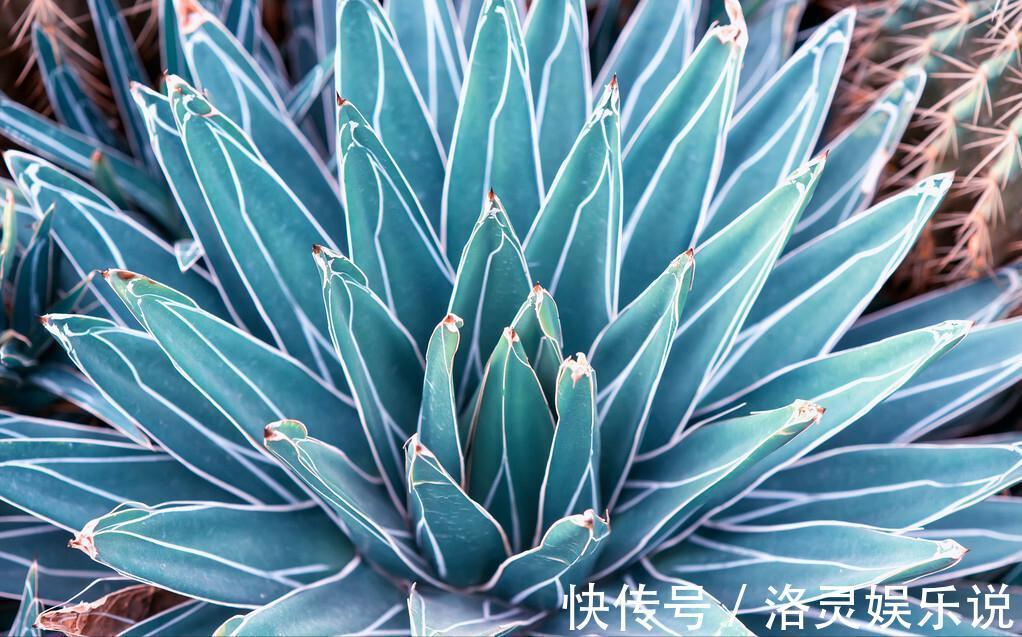 3种霸气“吸毒”花，“镇宅旺财”，但是有毒，养花要知道