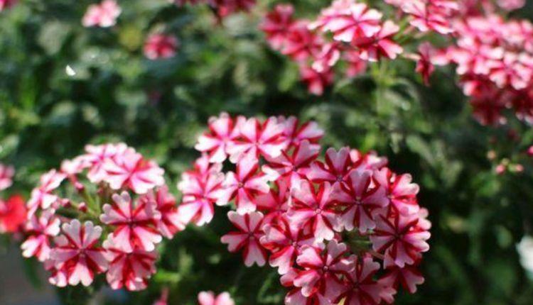 木槿|几款小花,便宜又好养,花开香飘溢满屋,超温馨的