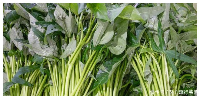 老少皆宜|遇到这野菜别错过,被誉为“蔬菜皇后”,比菠菜还有营养!