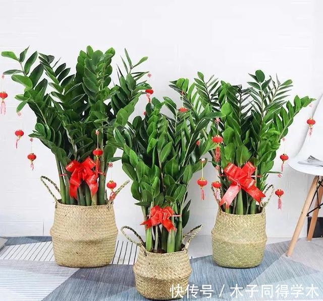 客厅养花就选这六种,寿命长、寓意好,省心又好养,你家养了几种