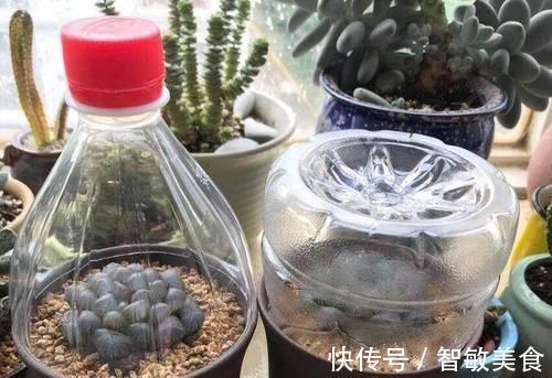 用途|一个小小矿泉水瓶，不但能种花，还可以做扦插，用途原来这么多