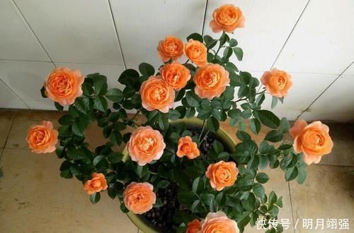 阳台上就养这款月季,非常“抗造”,花大色艳,开花一茬接着一茬