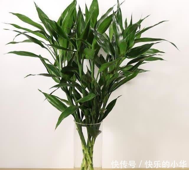 春节到了,家里养上2种花,漂亮、喜庆、有年味